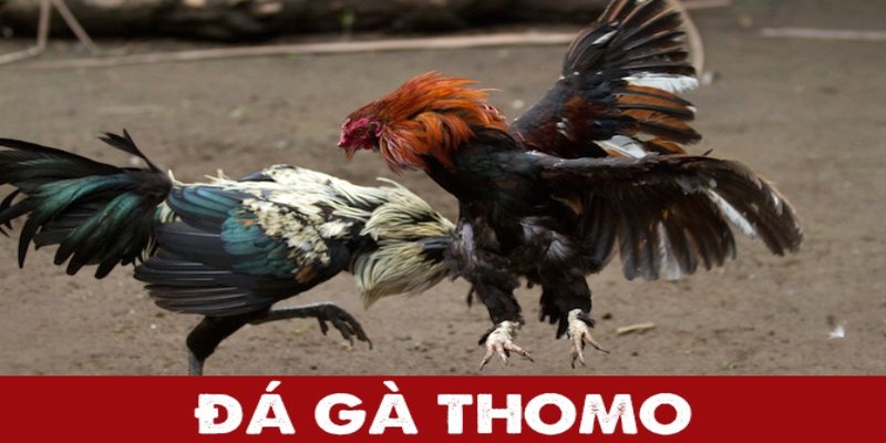 Đá Gà Thomo - Trải Nghiệm Bộ Môn Cá Cược Đẳng Cấp Nhất 2024